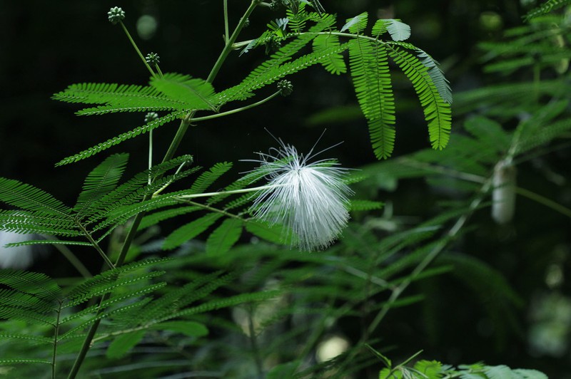 White Stickpea photo 5