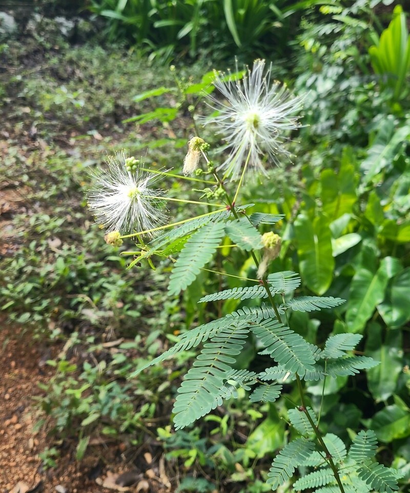 White Stickpea photo 6