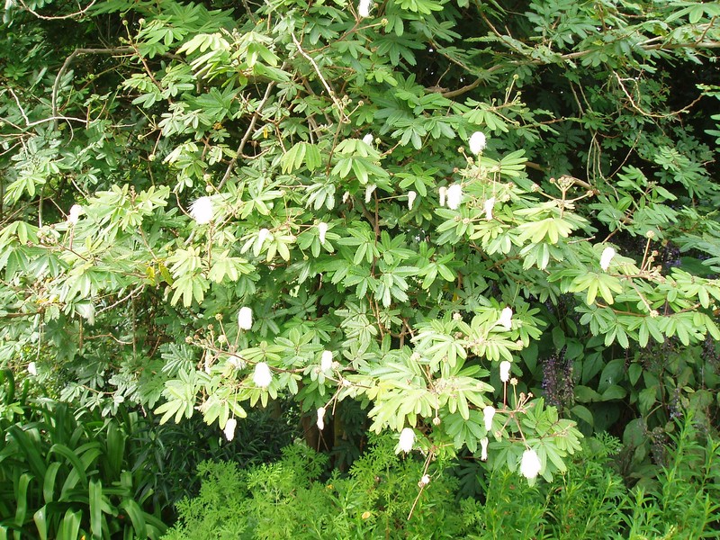 White Stickpea photo 2
