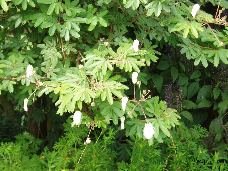 White Stickpea photo 3