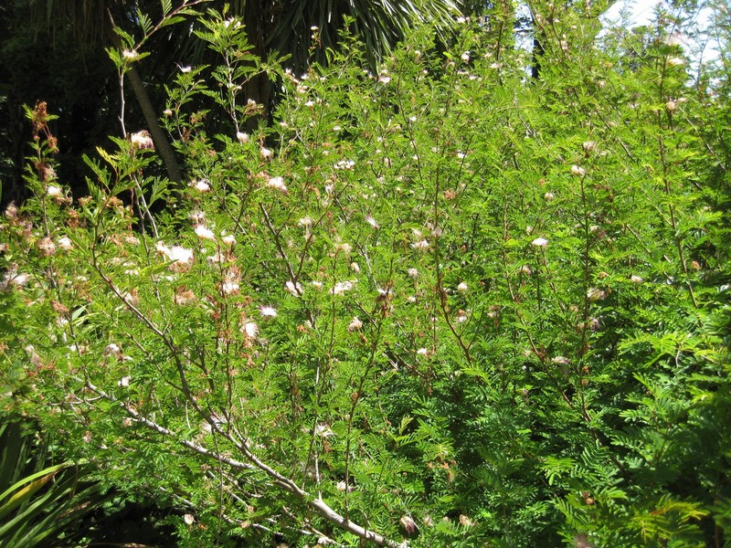 White Stickpea photo 4