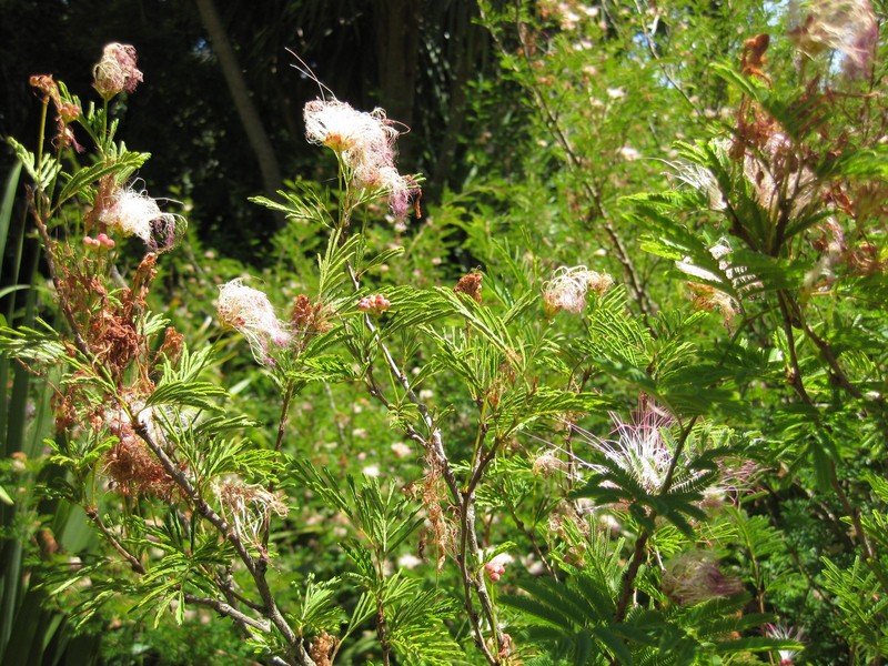 White Stickpea photo 5