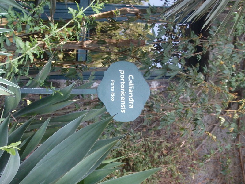 White Stickpea photo 6