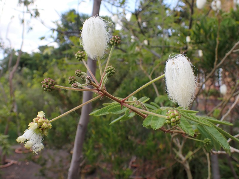 White Stickpea photo 7