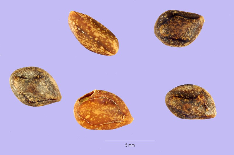 Zapoteca portoricensis subsp. portoricensis