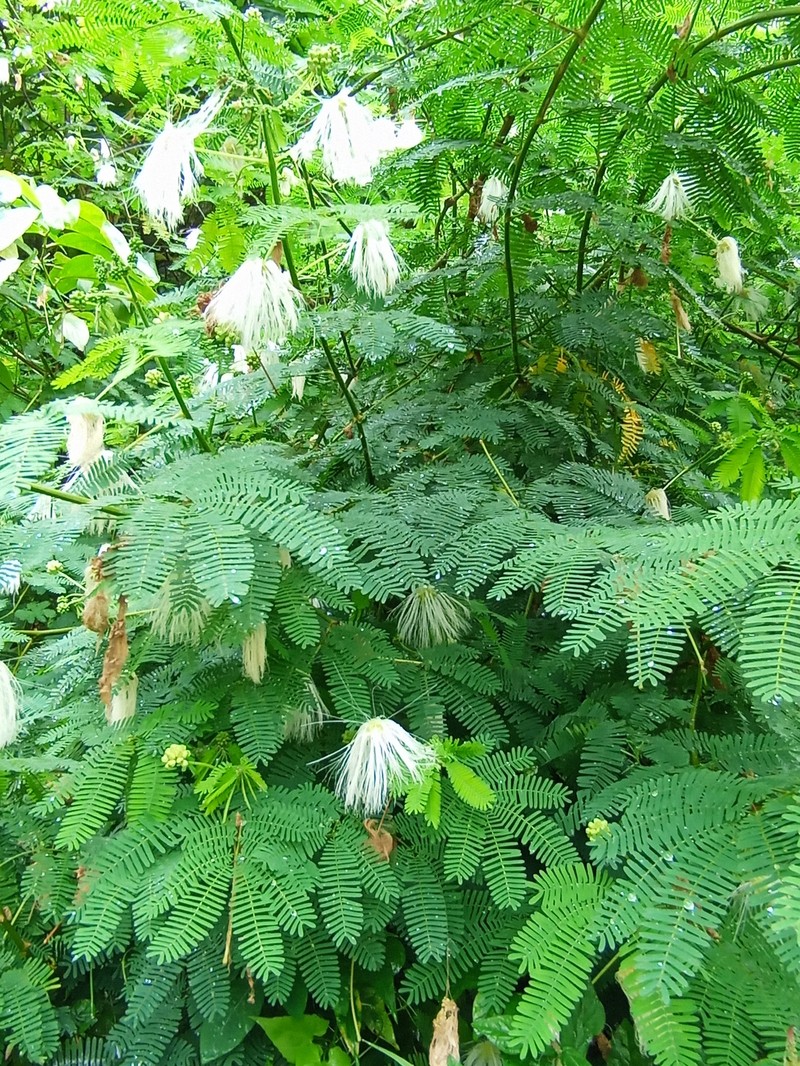 Zapoteca portoricensis subsp. portoricensis photo 2