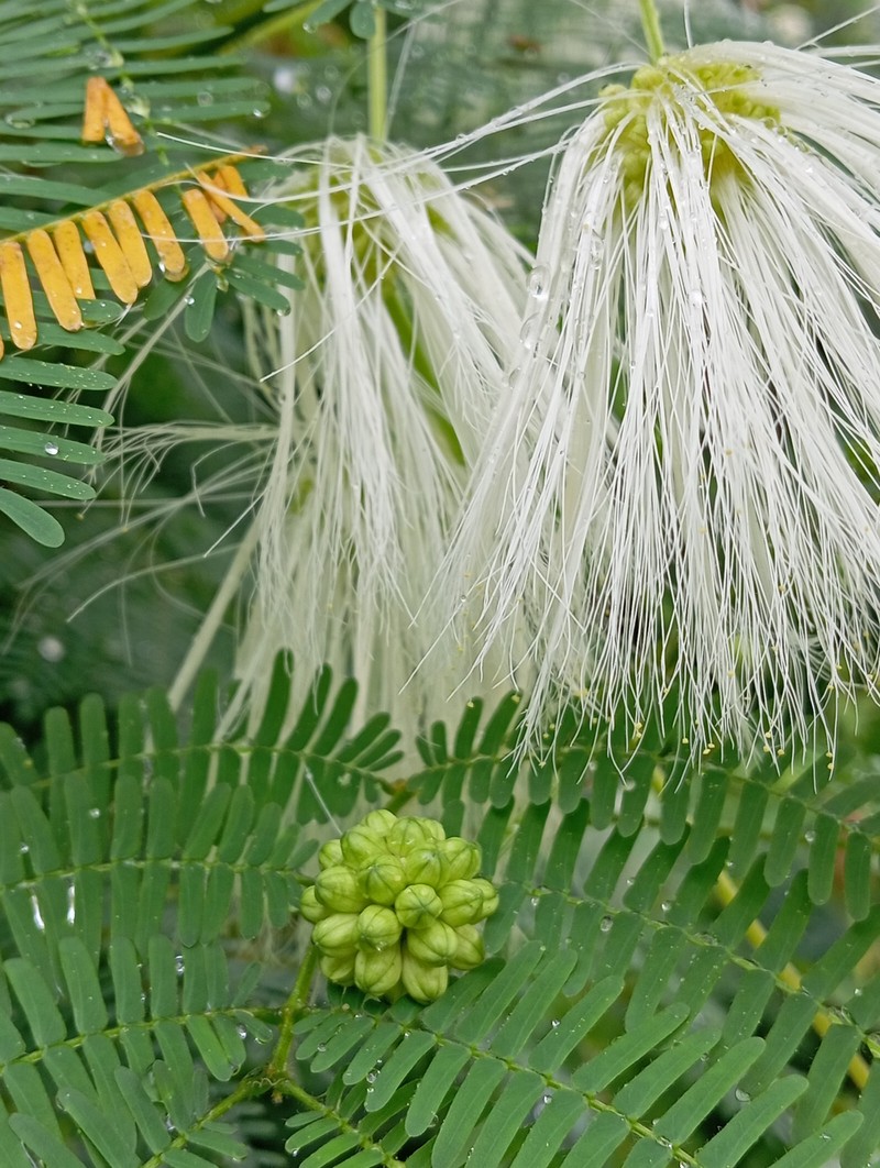 Zapoteca portoricensis subsp. portoricensis photo 3