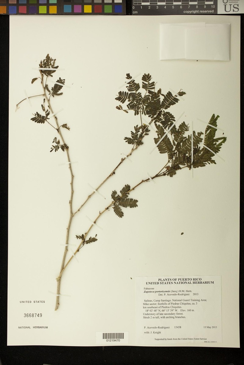 Zapoteca portoricensis subsp. portoricensis photo 4