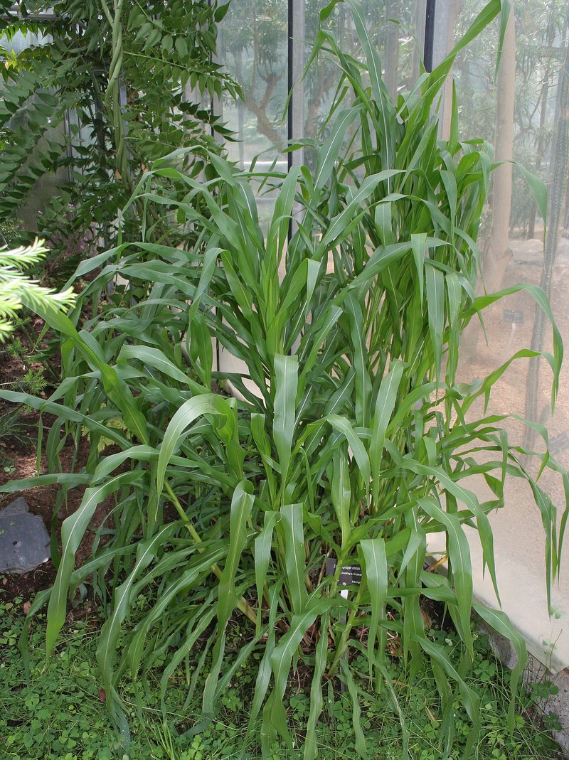 Diploperennial Teosinte