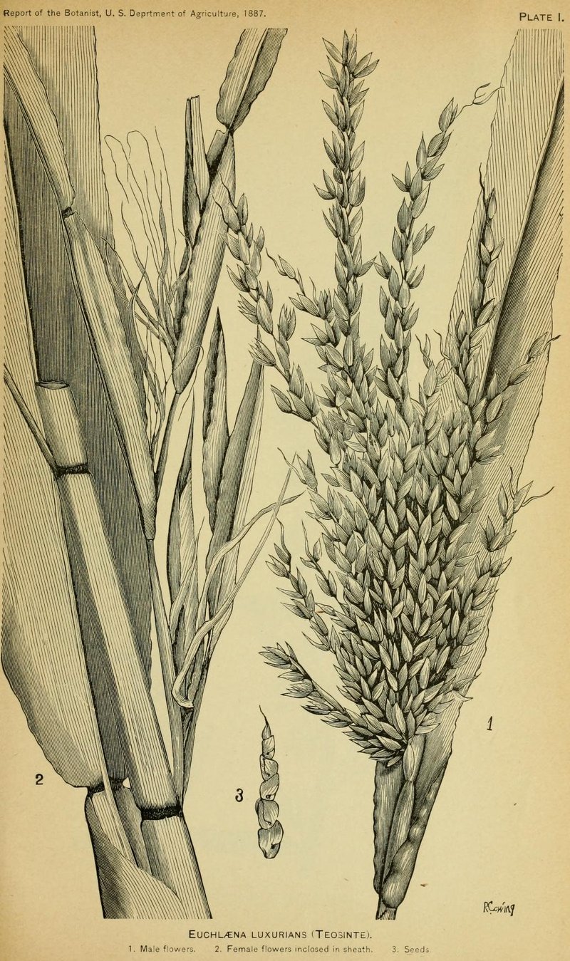 Teosinte