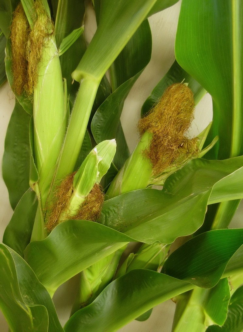 Corn photo 2