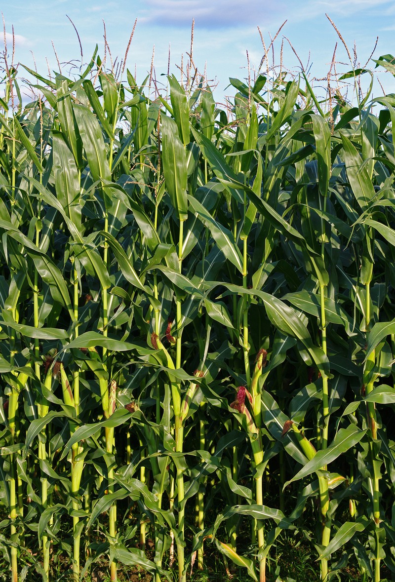 Corn photo 3