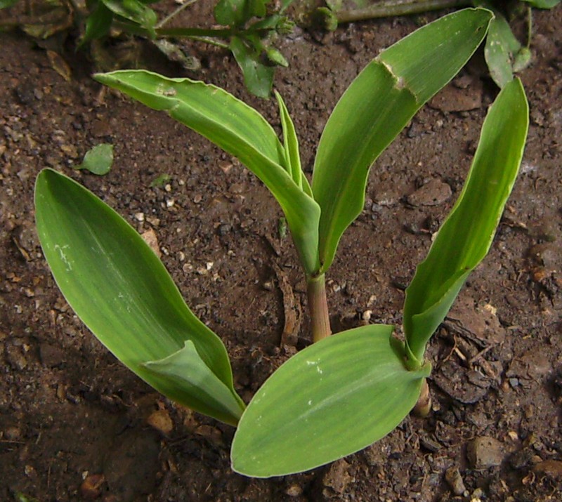 Corn photo 4