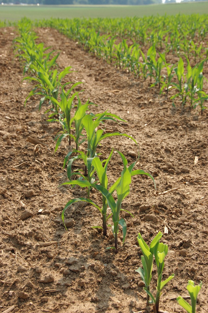 Corn photo 5
