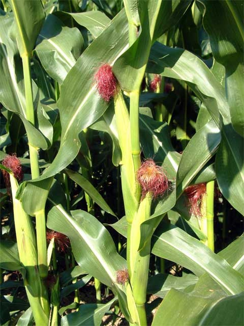 Corn photo 6