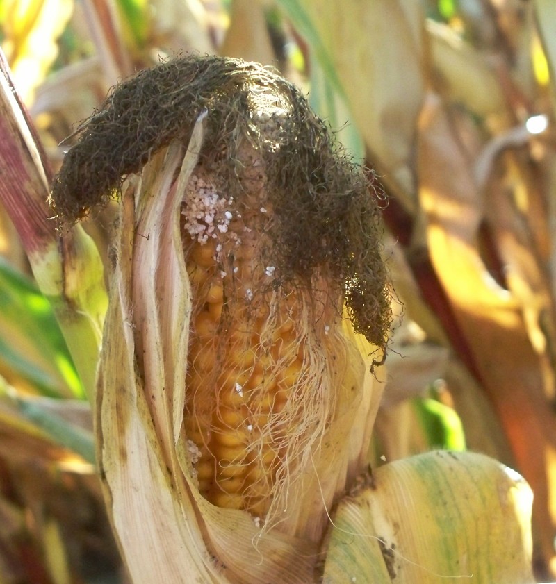 Corn photo 7
