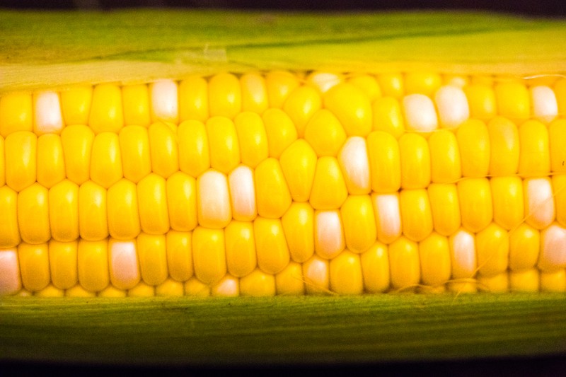 Corn photo 8