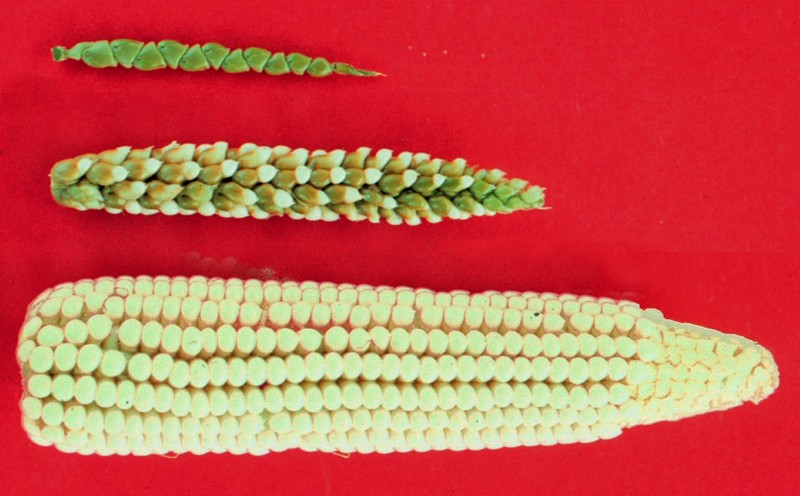 Mexican Teosinte photo 3