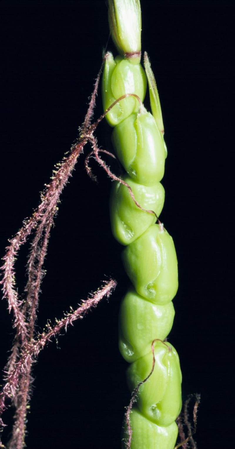 Mexican Teosinte photo 4