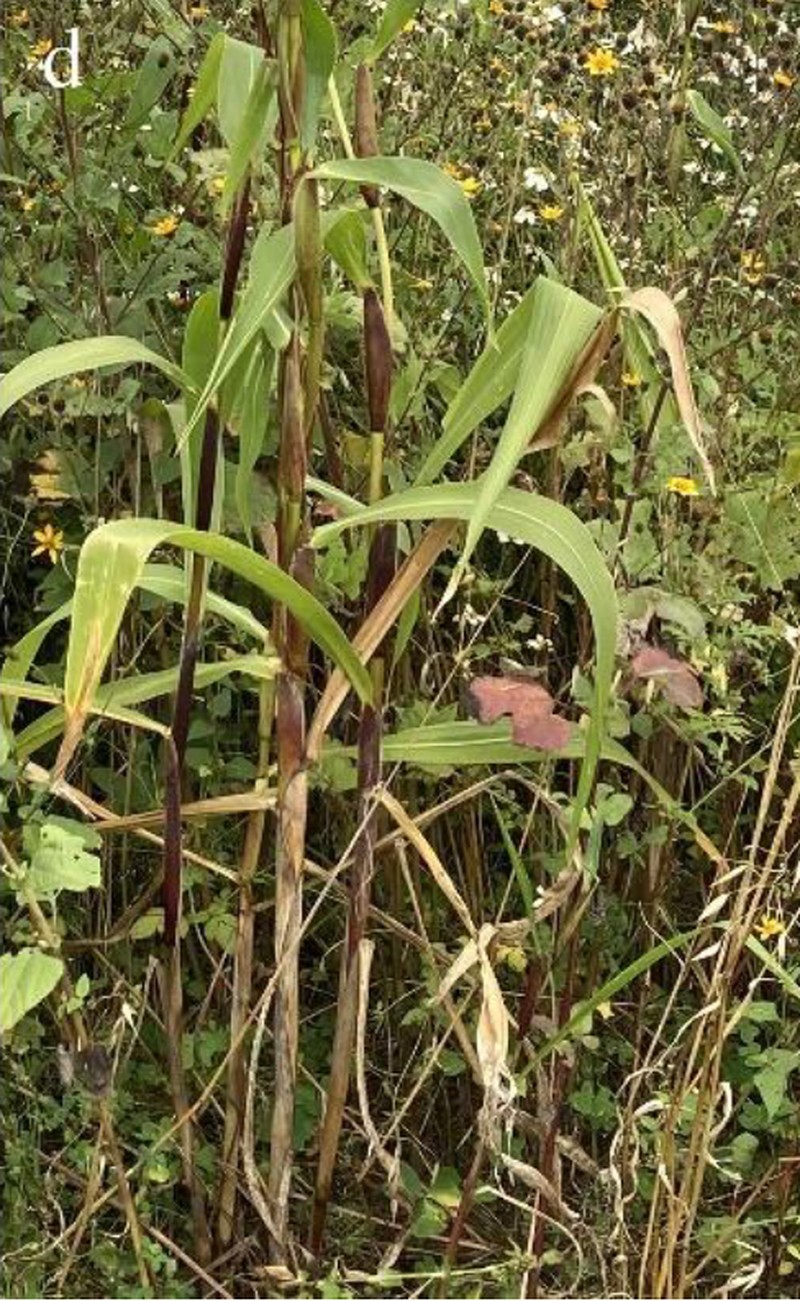 Mexican Teosinte photo 7