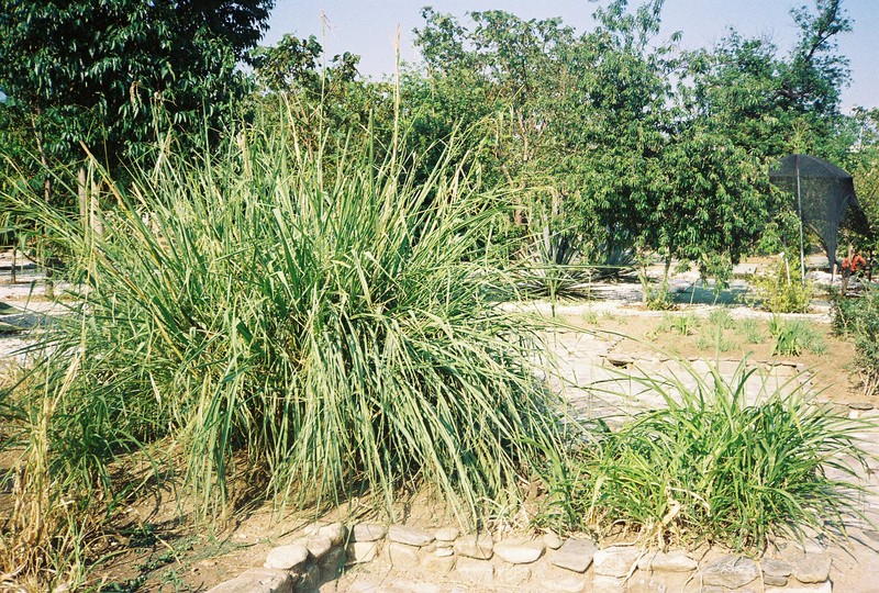 Perennial Teosinte photo 2