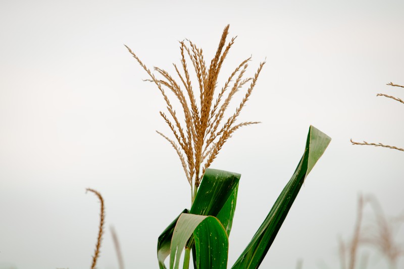 Perennial Teosinte photo 3