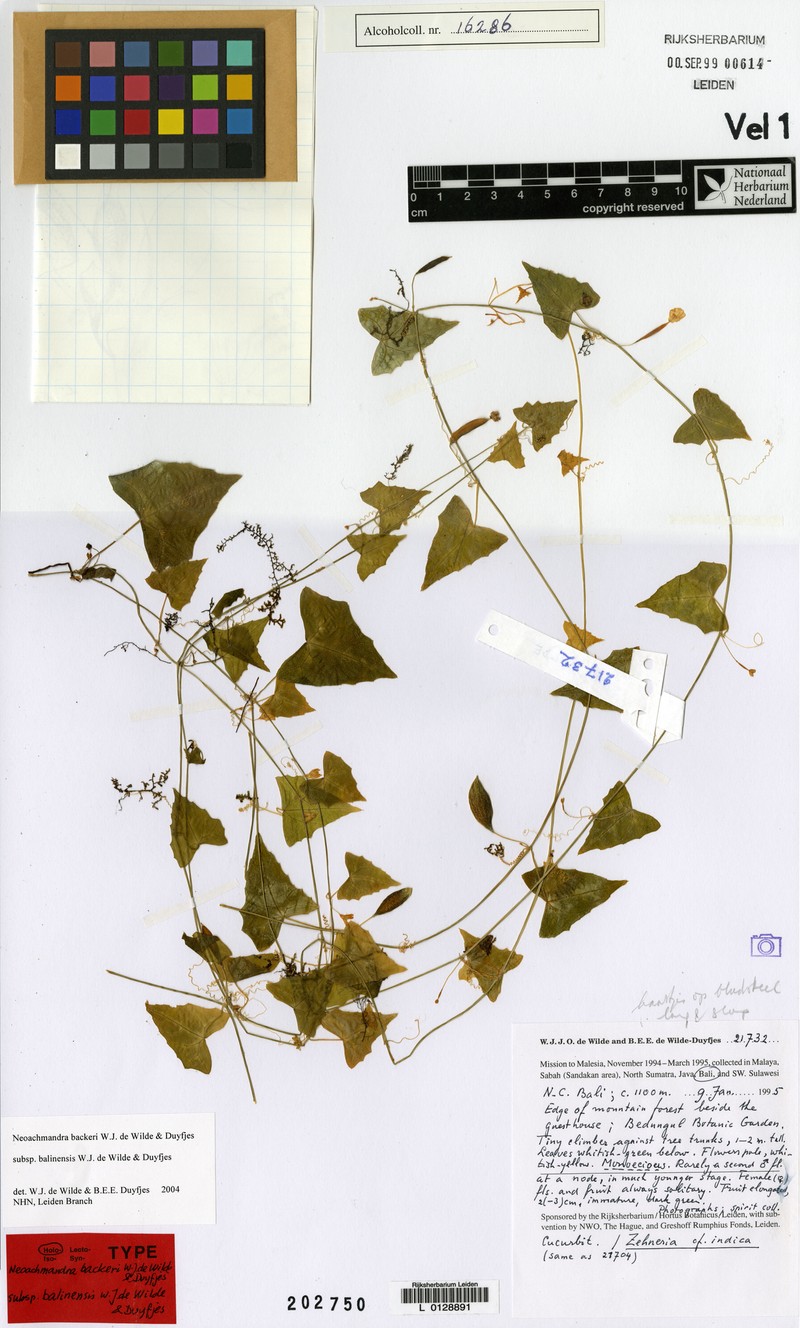 Zehneria backeri