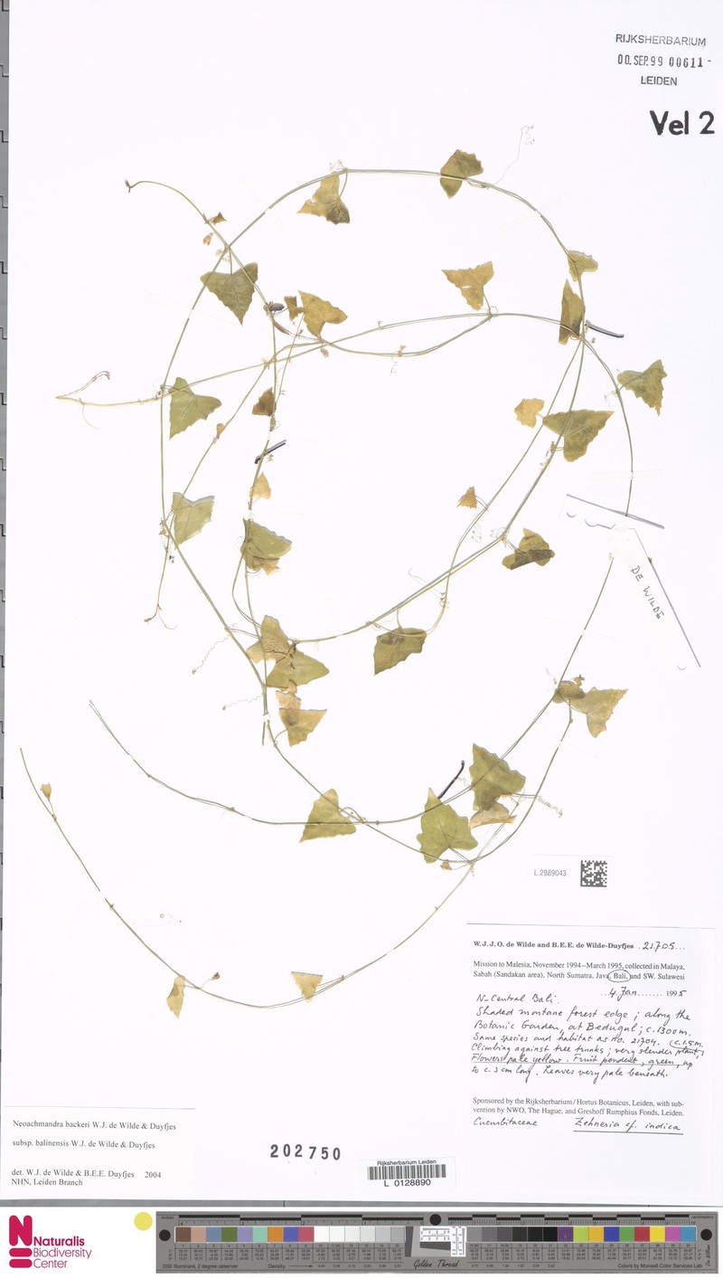 Zehneria backeri photo 3