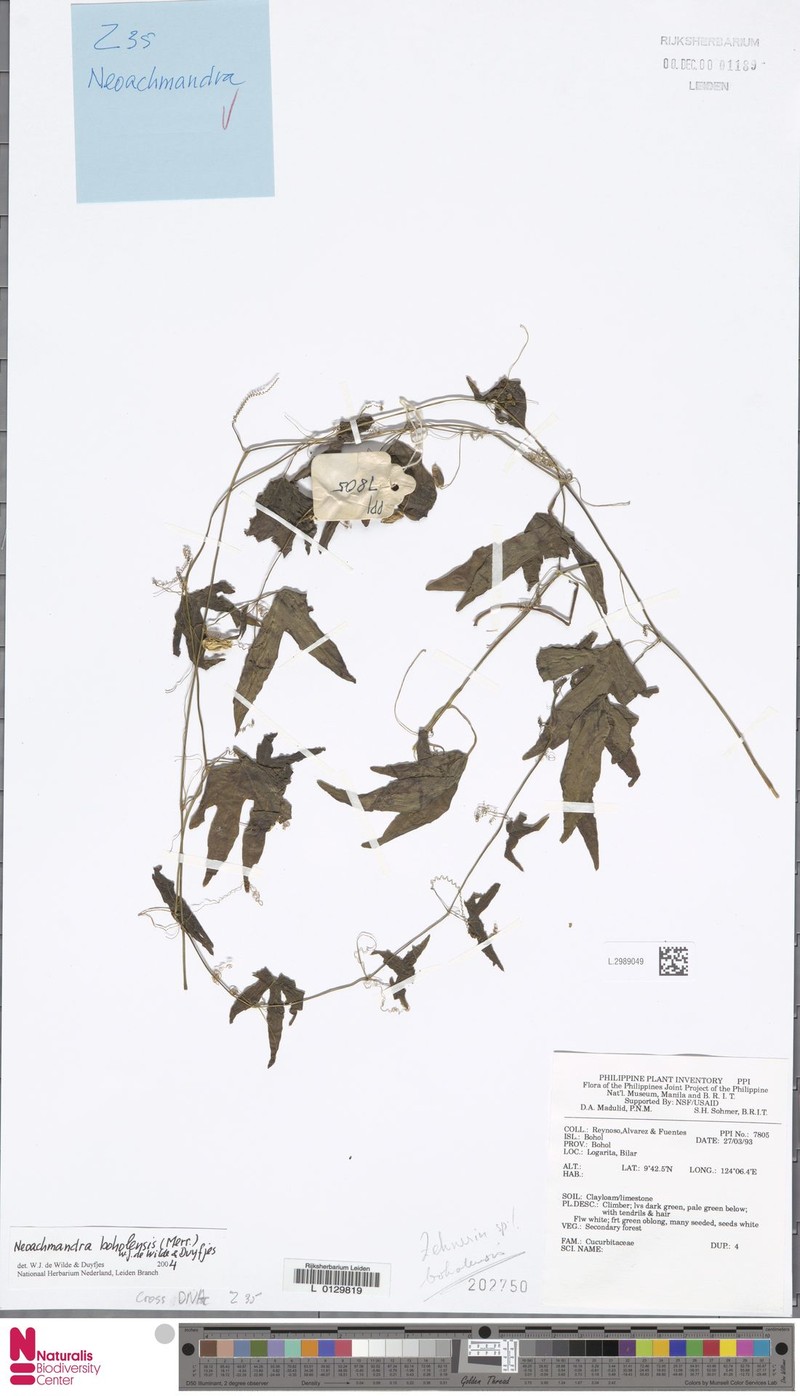 Zehneria boholensis