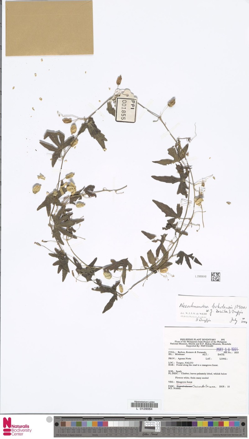 Zehneria boholensis photo 2