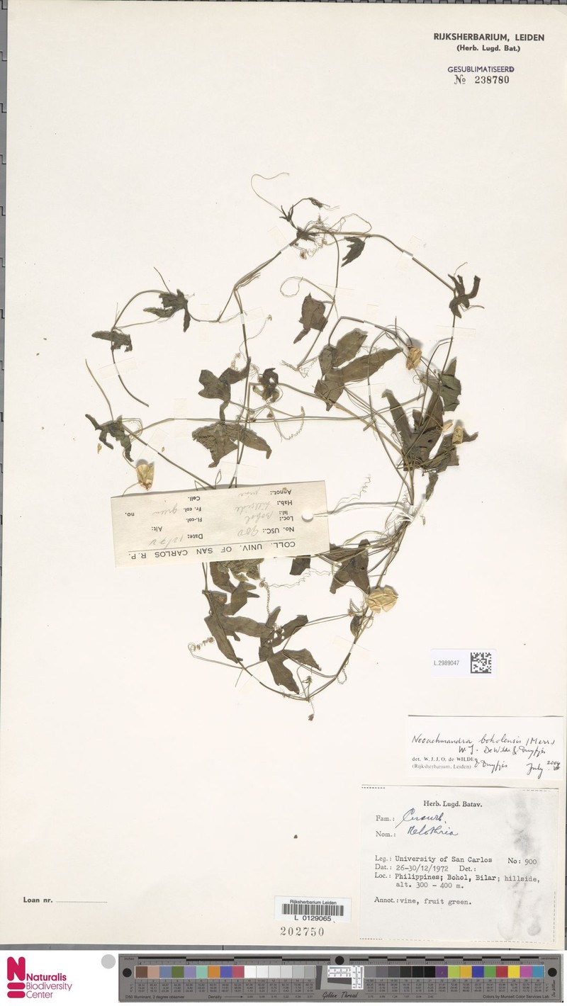 Zehneria boholensis photo 3