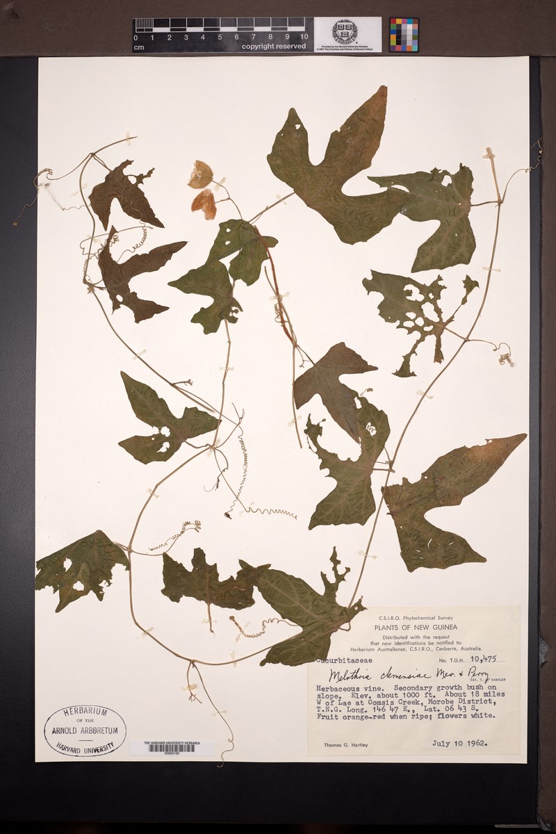Zehneria clemensiae