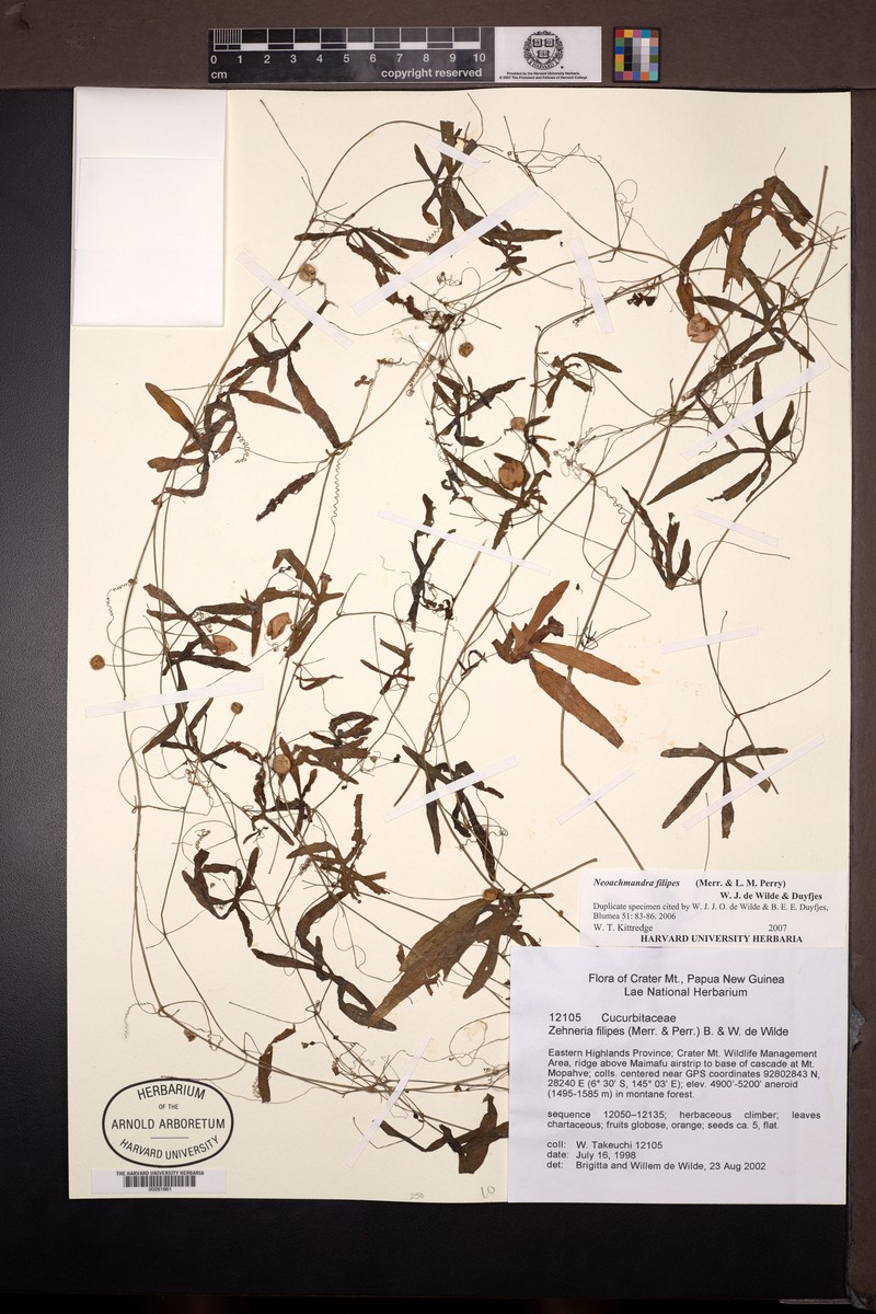 Zehneria filipes