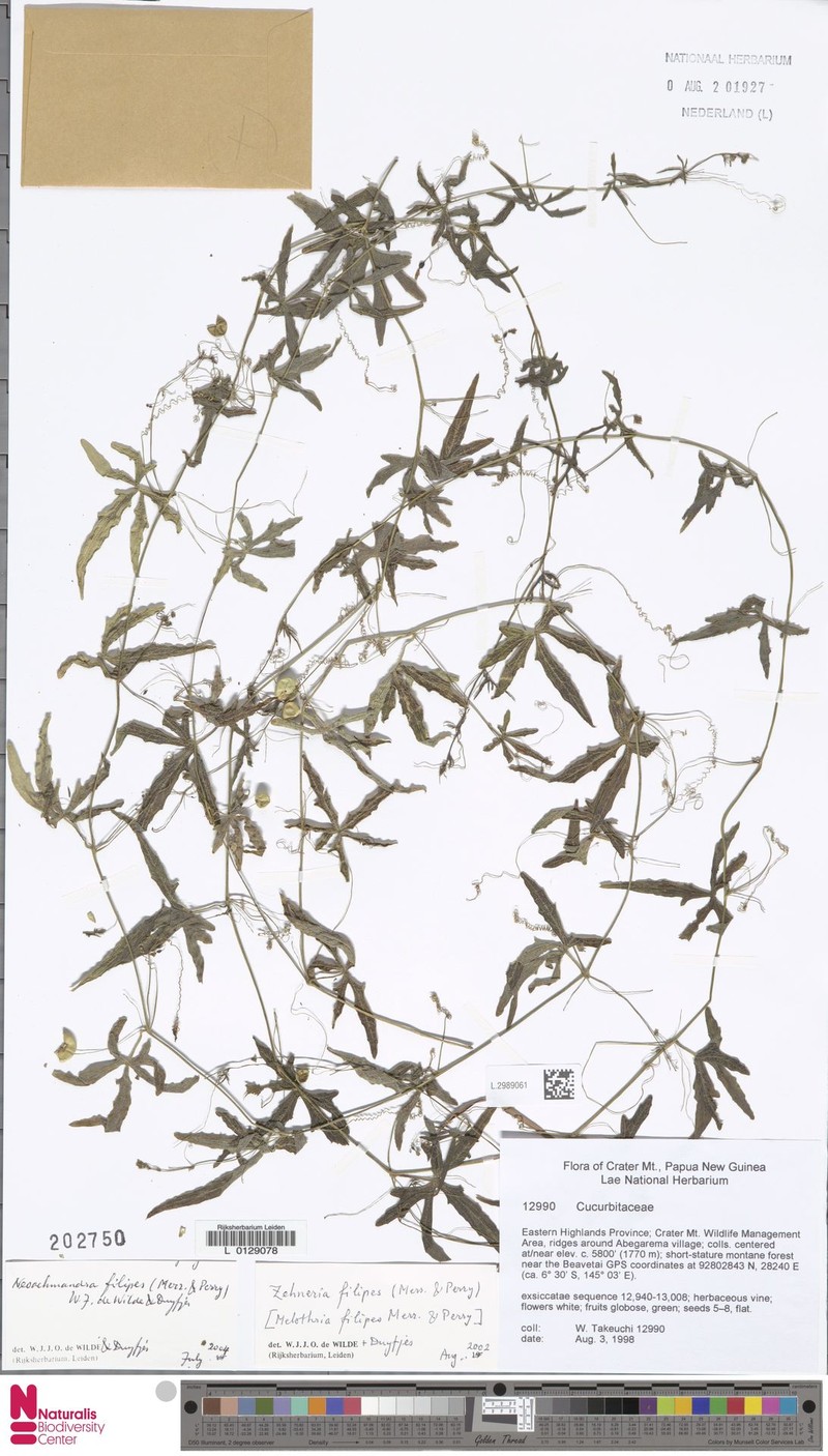 Zehneria filipes photo 4
