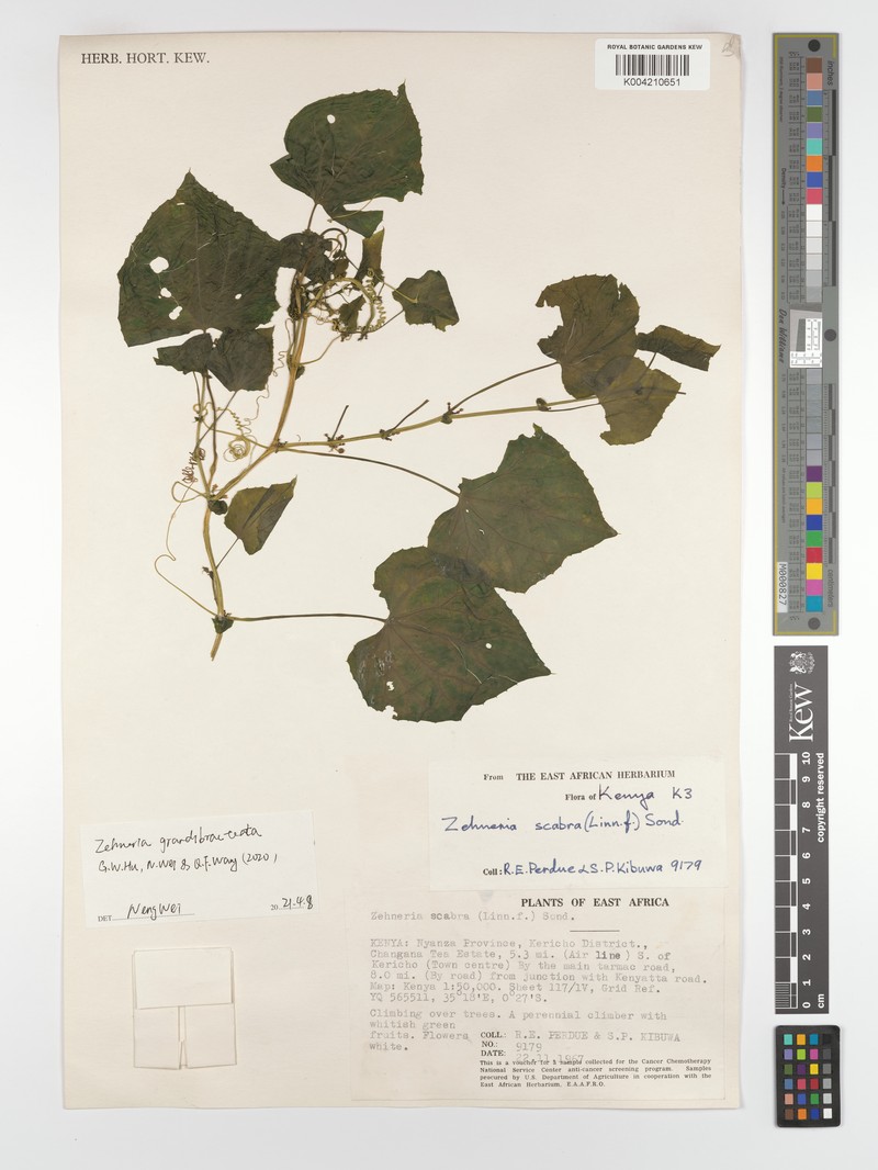 Zehneria grandibracteata