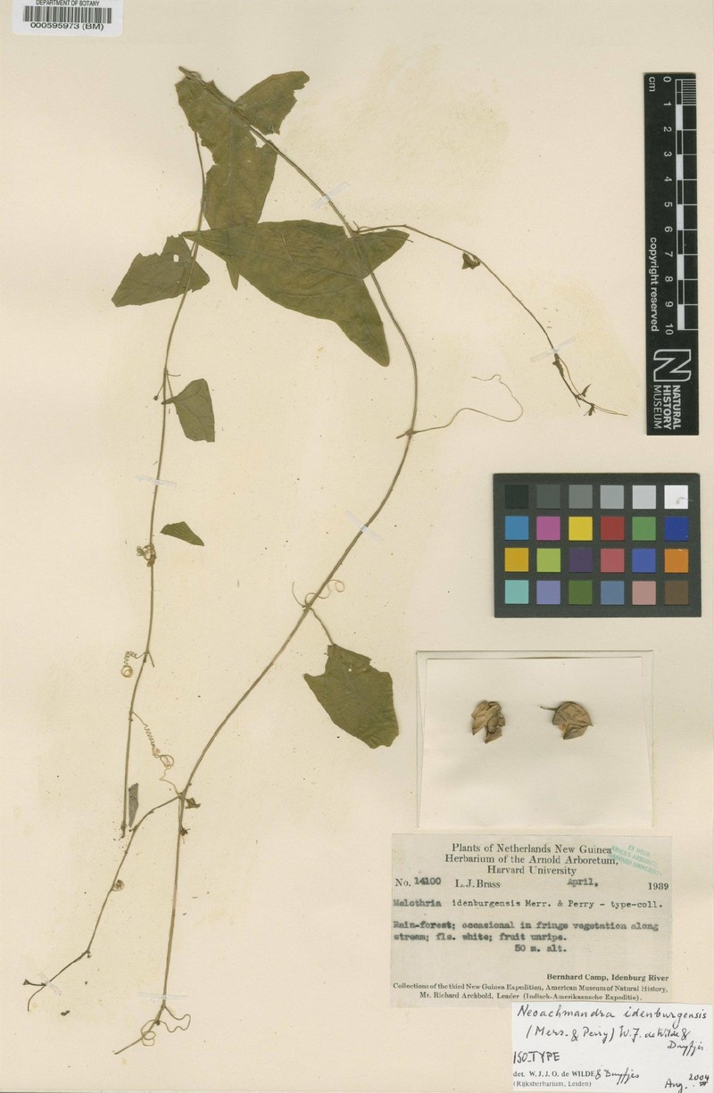 Zehneria idenburgensis