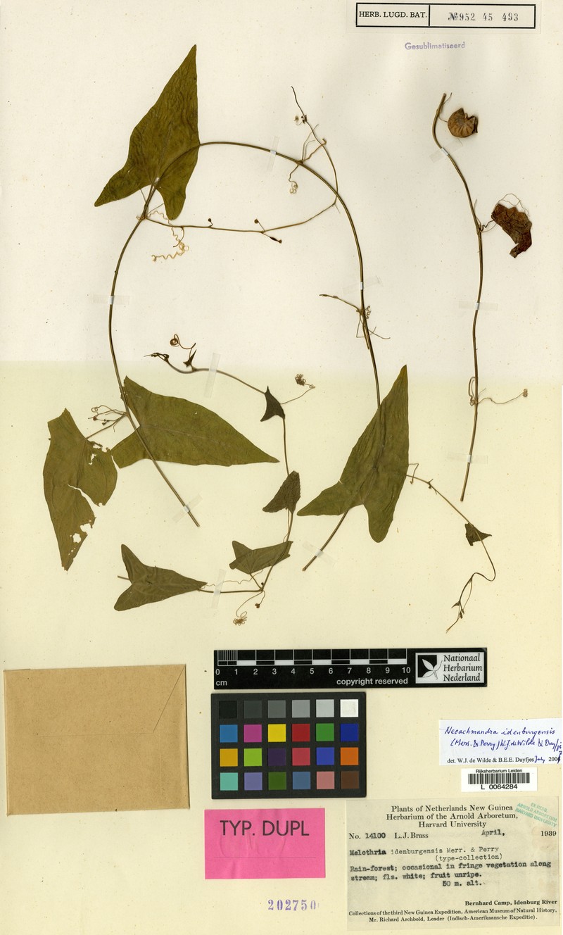 Zehneria idenburgensis photo 2