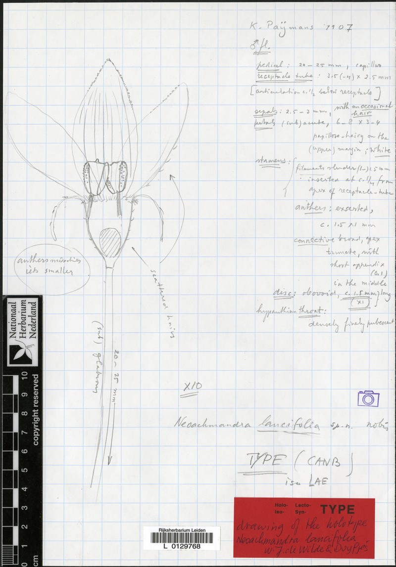 Zehneria lancifolia