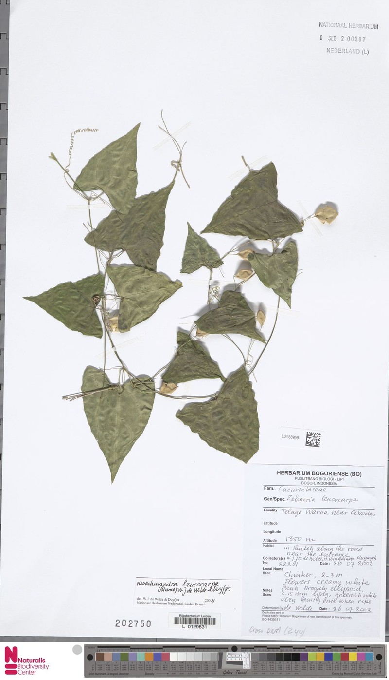 Zehneria leucocarpa