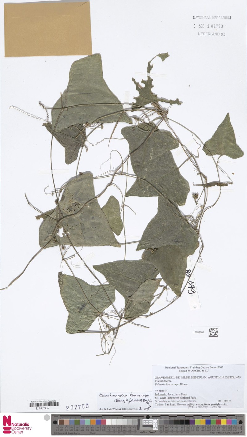 Zehneria leucocarpa photo 2