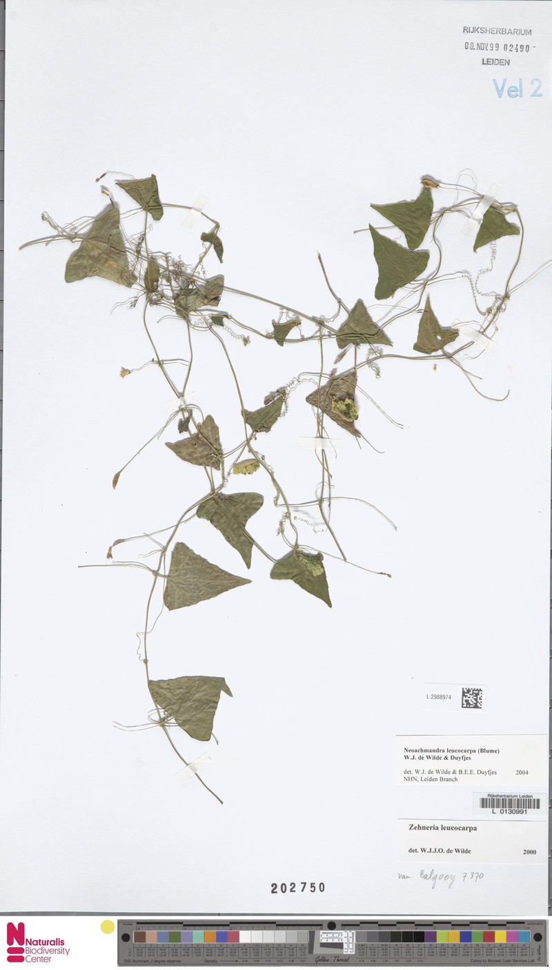 Zehneria leucocarpa photo 3