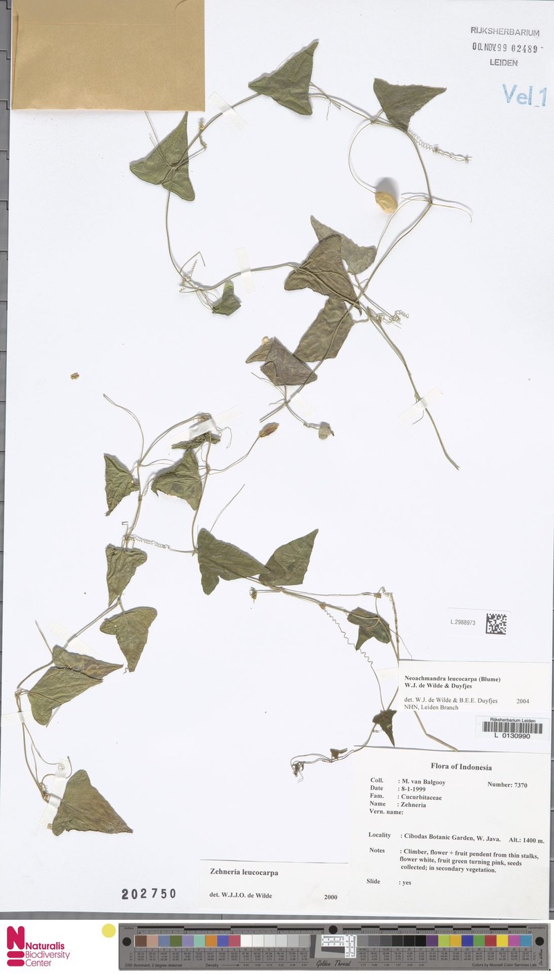 Zehneria leucocarpa photo 4