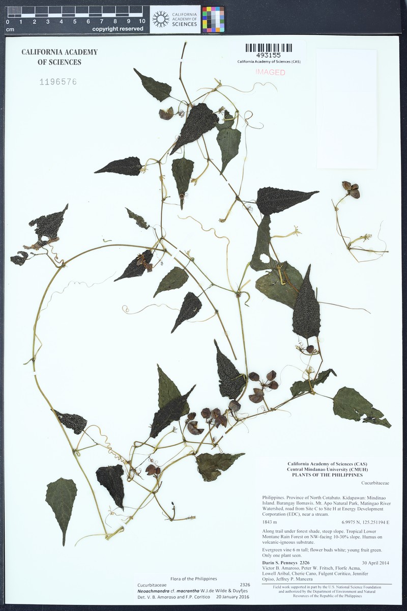 Zehneria macrantha