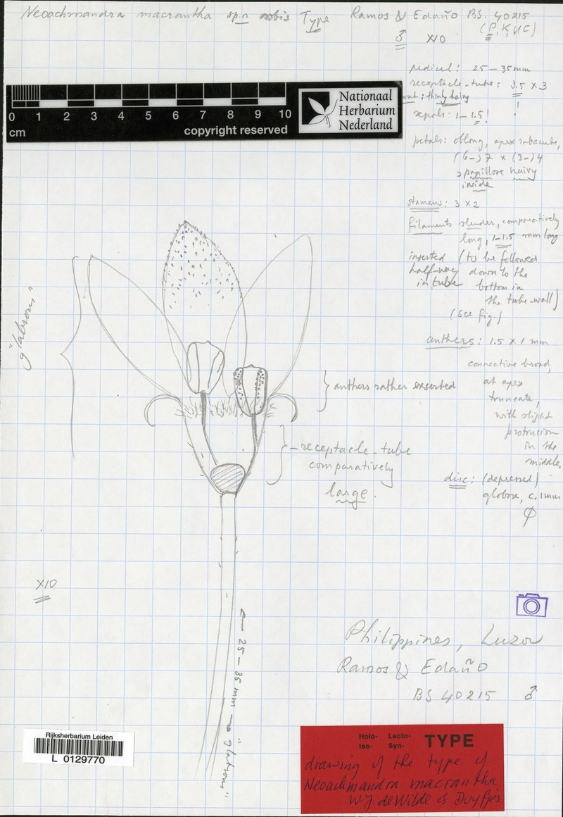 Zehneria macrantha photo 2