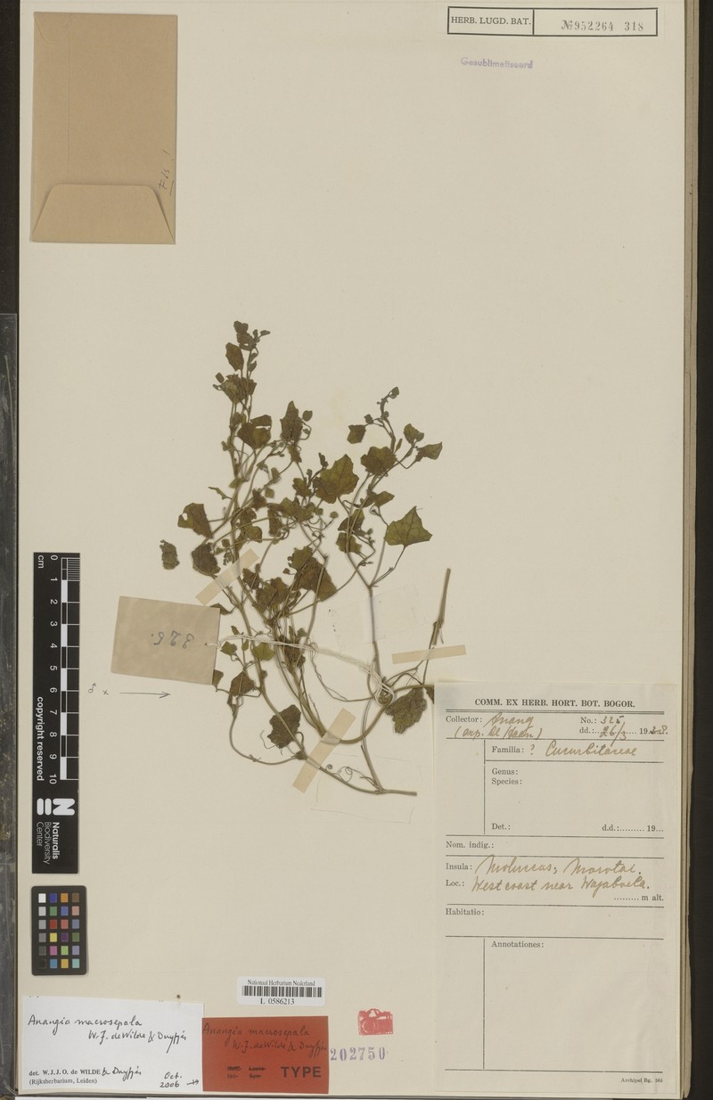 Zehneria macrosepala