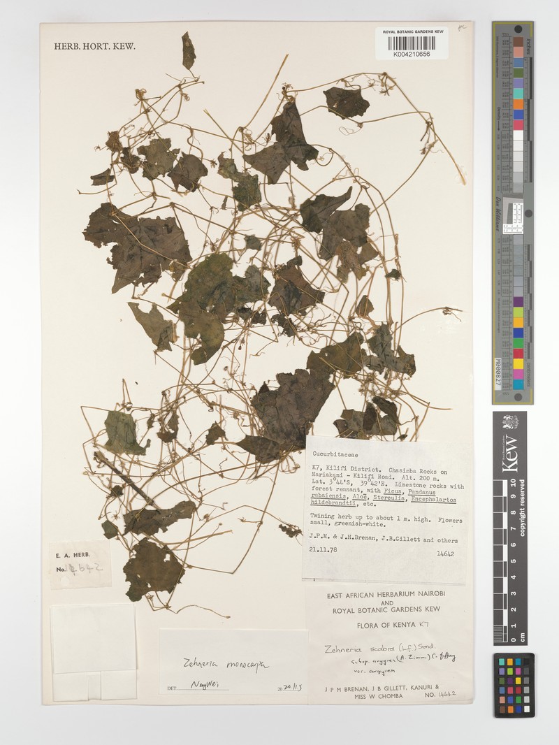 Zehneria monocarpa