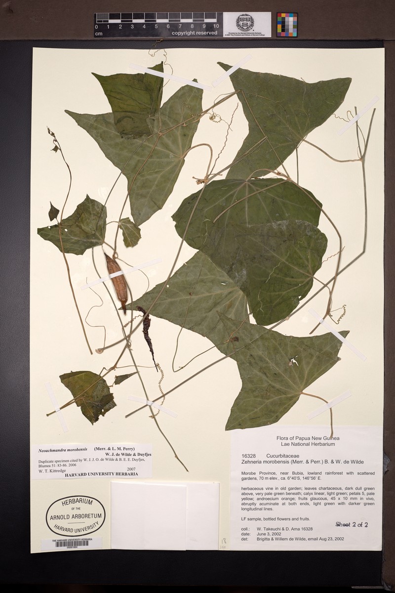 Zehneria morobensis