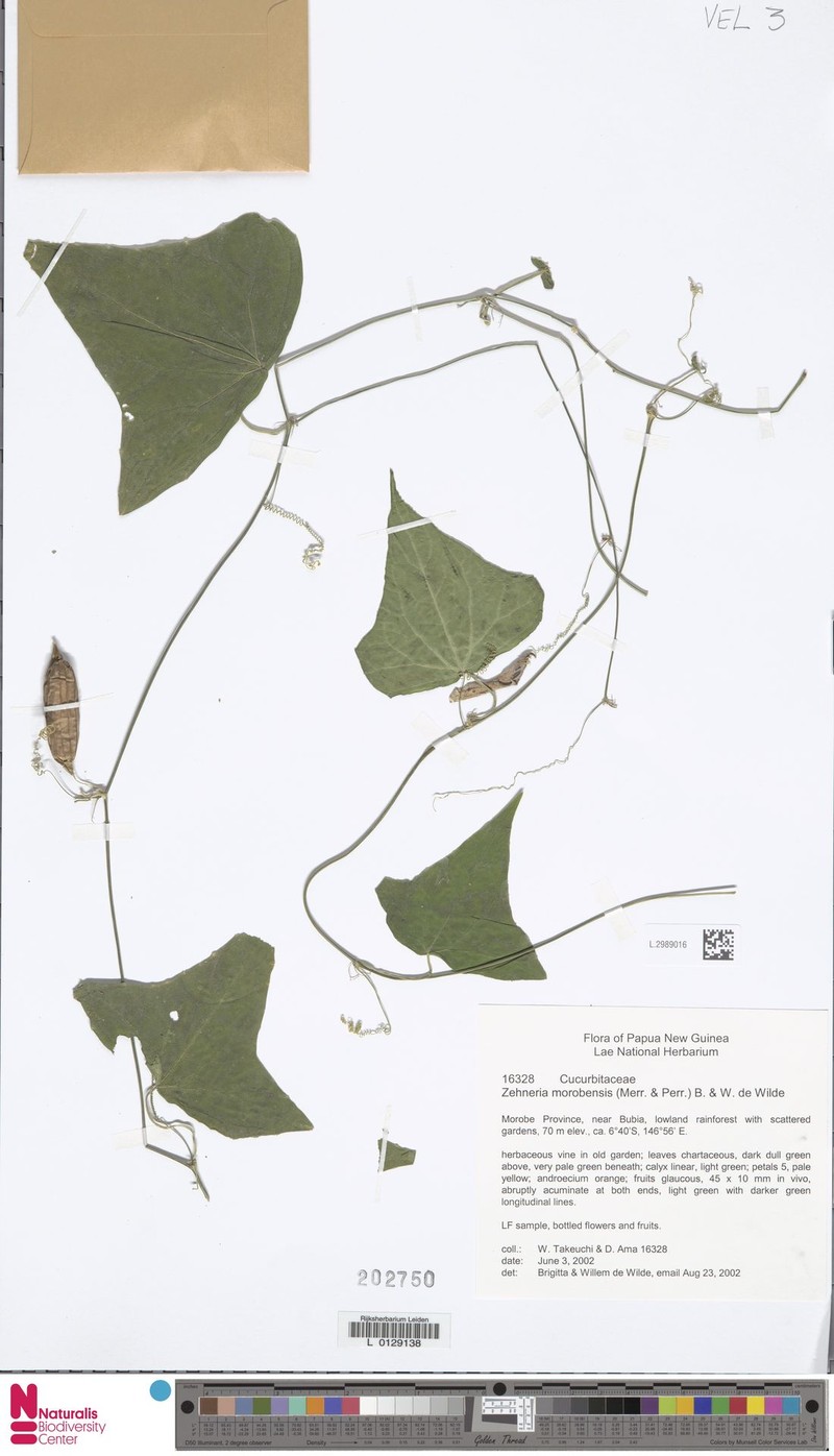 Zehneria morobensis photo 2