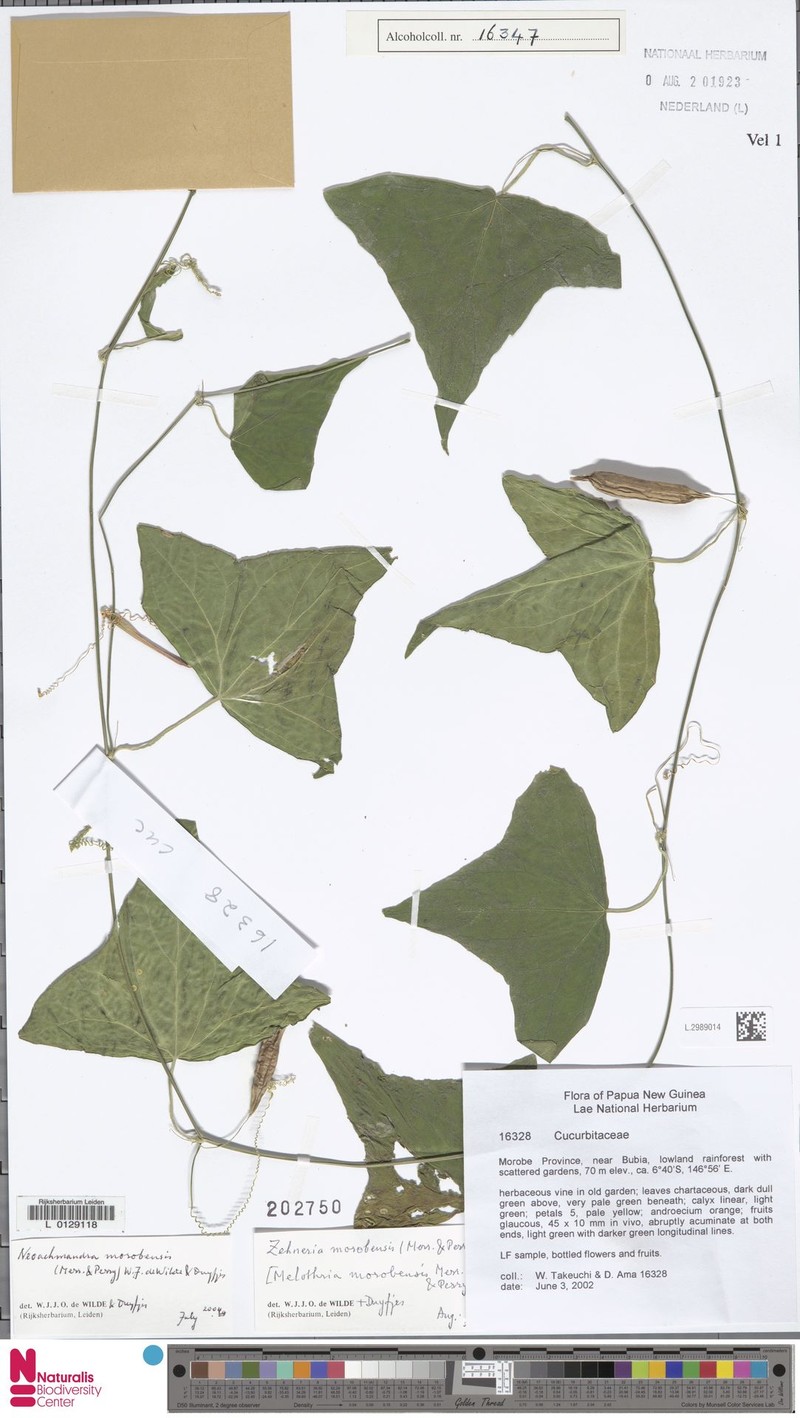 Zehneria morobensis photo 3