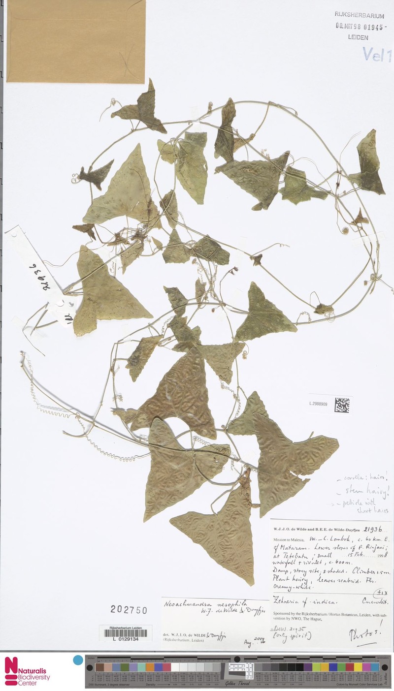 Zehneria nesophila
